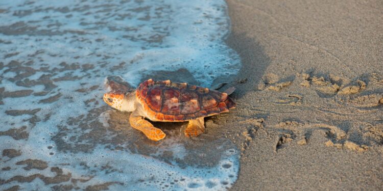 HIT Puerto Río Haina y Medio Ambiente liberan más de 1,000 neonatos de tortugas marinas