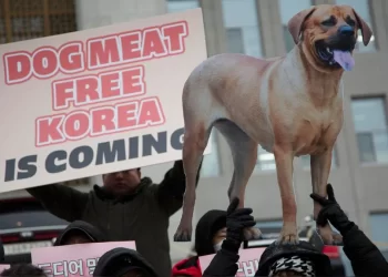 El parlamento surcoreano aprueba prohibir el consumo humano de carne de perro para 2027