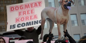 El parlamento surcoreano aprueba prohibir el consumo humano de carne de perro para 2027