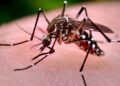 Aumentan casos de dengue en Santiago y demás provincias del Cibao