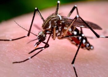 Aumentan casos de dengue en Santiago y demás provincias del Cibao