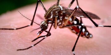 Aumentan casos de dengue en Santiago y demás provincias del Cibao