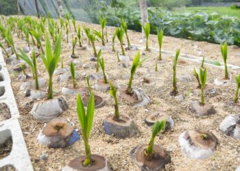 Sur Futuro lleva el coco a la región Sur del país