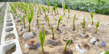 Sur Futuro lleva el coco a la región Sur del país