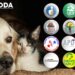 FEDDA promoverá candidatos que tienen propuestas a favor de los animales