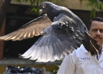 Policía india libera a una presunta paloma “espía china” tras ocho meses de detención