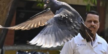 Policía india libera a una presunta paloma “espía china” tras ocho meses de detención