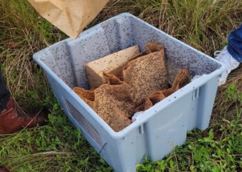 RD se encamina a erradicación Mosca del Mediterráneo