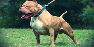 Le dan 306 puntos a adolescente tras ser atacado por un perro pitbull en Azua