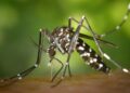 Río de Janeiro declara “el estado de emergencia” ante los disparados casos de dengue