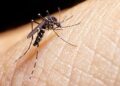 Salud Pública emite alerta epidemiológica por aumento de casos dengue