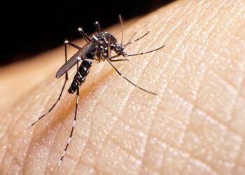 Salud Pública emite alerta epidemiológica por aumento de casos dengue