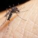 Salud Pública emite alerta epidemiológica por aumento de casos dengue