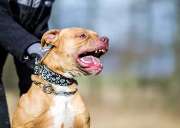 Perro Pitbull mata bebé de tres meses y deja padres heridos