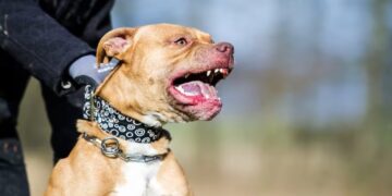 Perro Pitbull mata bebé de tres meses y deja padres heridos