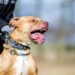 Perro Pitbull mata bebé de tres meses y deja padres heridos