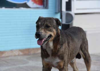 Apresan hombre que cortó orejas y mutiló una pata a un perro en La Vega