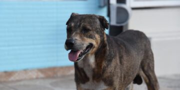 Apresan hombre que cortó orejas y mutiló una pata a un perro en La Vega