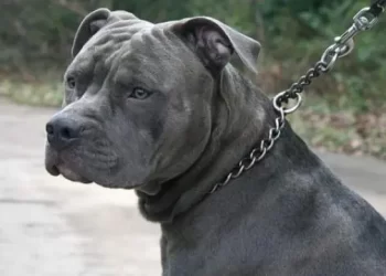 Tragedia en Italia: Muere bebé de un año tras ser atacado por dos pitbulls