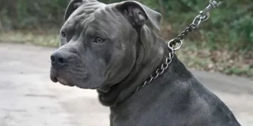 Tragedia en Italia: Muere bebé de un año tras ser atacado por dos pitbulls