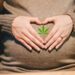 Consecuencias de consumir de marihuana durante el embarazo y qué impacto tiene en los niños