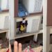 Con maniobra digna de Spiderman, vecinos salvan bebé en peligro en la India