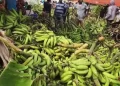 Gobierno levanta suspensión a la exportación del plátano con efectividad inmediata