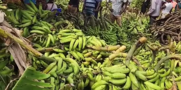 Gobierno levanta suspensión a la exportación del plátano con efectividad inmediata