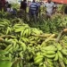 Gobierno levanta suspensión a la exportación del plátano con efectividad inmediata