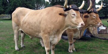 Buey mata hombre en Río Arriba, San Juan