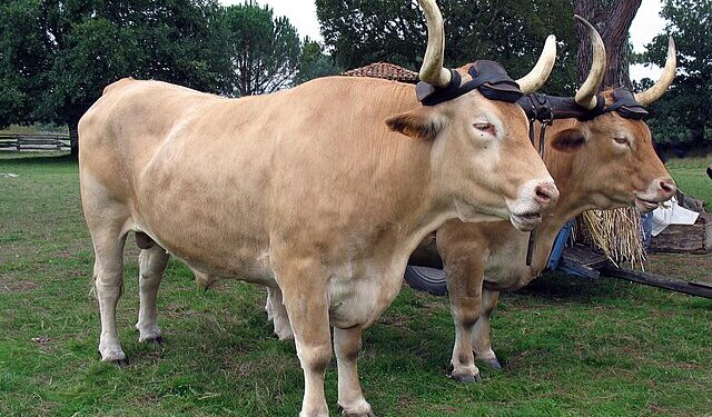 Buey mata hombre en Río Arriba, San Juan