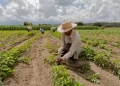 15 de Mayo ¡Día del Agricultor Dominicano!