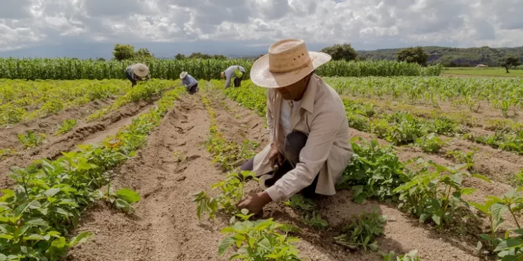 15 de Mayo ¡Día del Agricultor Dominicano!
