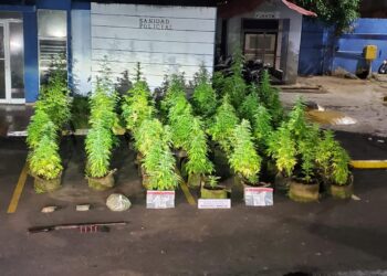 Decomisan plantación de presunta marihuana en azotea de vivienda en Puerto Plata