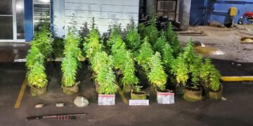 Decomisan plantación de presunta marihuana en azotea de vivienda en Puerto Plata