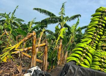 Inespre inicia compra 14 millones de plátanos a productores afectados por ventarrón en Salcedo