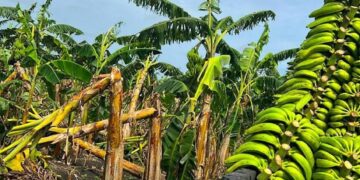 Inespre inicia compra 14 millones de plátanos a productores afectados por ventarrón en Salcedo