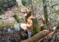 Medio Ambiente apresa a un dominicano por depredar bosque en el Parque Nacional Nalga de Maco