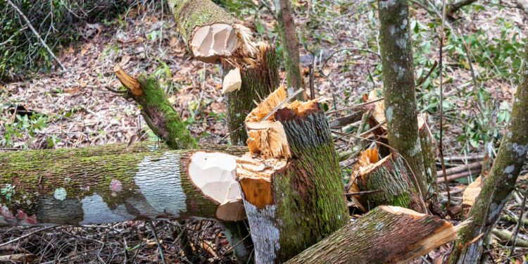 Medio Ambiente apresa a un dominicano por depredar bosque en el Parque Nacional Nalga de Maco