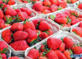 Realizan Primer Festival de las Fresas Constanza 2024
