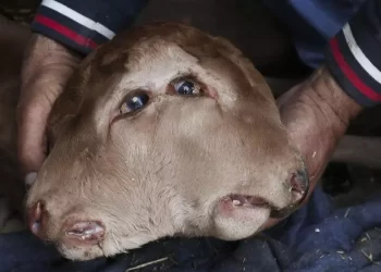 Un ternero con dos bocas y cuatro ojos sobrevive al parto