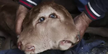 Un ternero con dos bocas y cuatro ojos sobrevive al parto