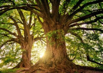 Día Mundial del Árbol: ¿por qué se celebra el 28 de junio de cada año?