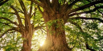 Día Mundial del Árbol: ¿por qué se celebra el 28 de junio de cada año?