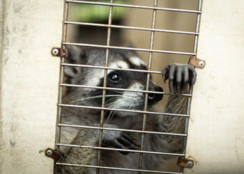 Animales salvajes y un "call center": Guatemala recupera cárcel controlada por pandilleros