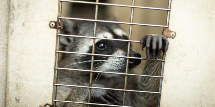 Animales salvajes y un "call center": Guatemala recupera cárcel controlada por pandilleros