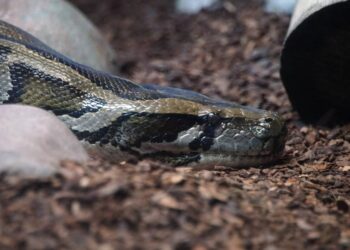 Hallan cuerpo de mujer había sido reportada como desaparecida en estómago de una Pitón