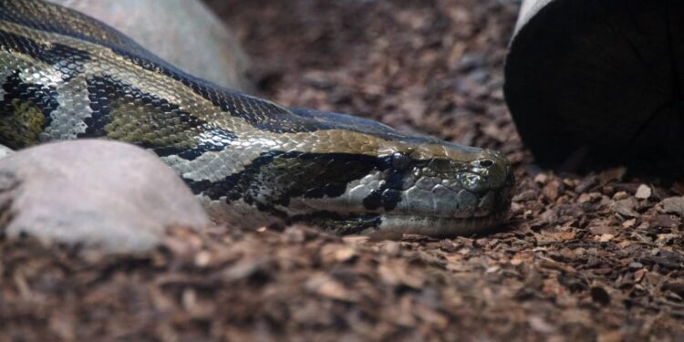 Hallan cuerpo de mujer había sido reportada como desaparecida en estómago de una Pitón