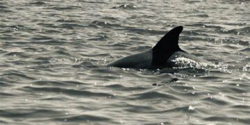 Los bomberos de Florida piden cautela tras tres heridos por dos ataques de tiburón
