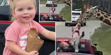 Jirafa levantó de un vehículo a una niña de 2 años en un safari en Texas